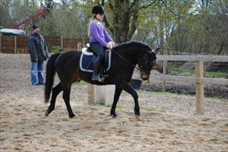 New Forest Horsemosens Prince Hamlet - Deeejlig traav!<'3 billede 2