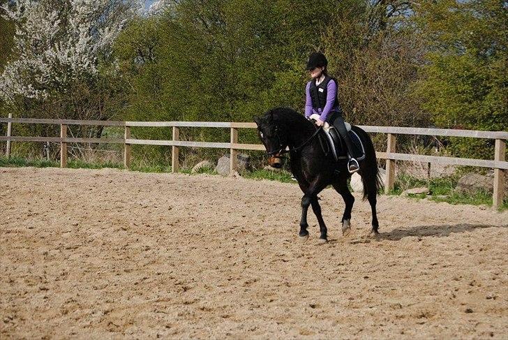 New Forest Horsemosens Prince Hamlet - Dejlige Hamlet I Trav!<3 billede 3