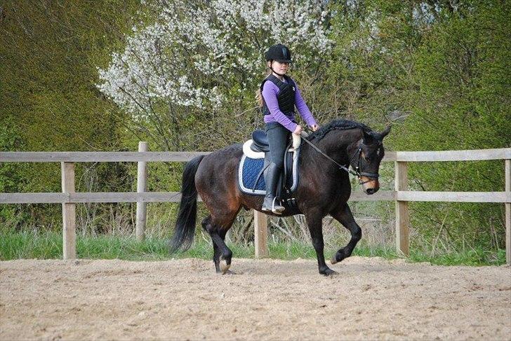 New Forest Horsemosens Prince Hamlet - <3 billede 5