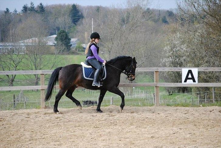 New Forest Horsemosens Prince Hamlet - Såå Fin I Den Dejlige Sol!<3 
(De Her Billeder Af Taget Af Marie) billede 6
