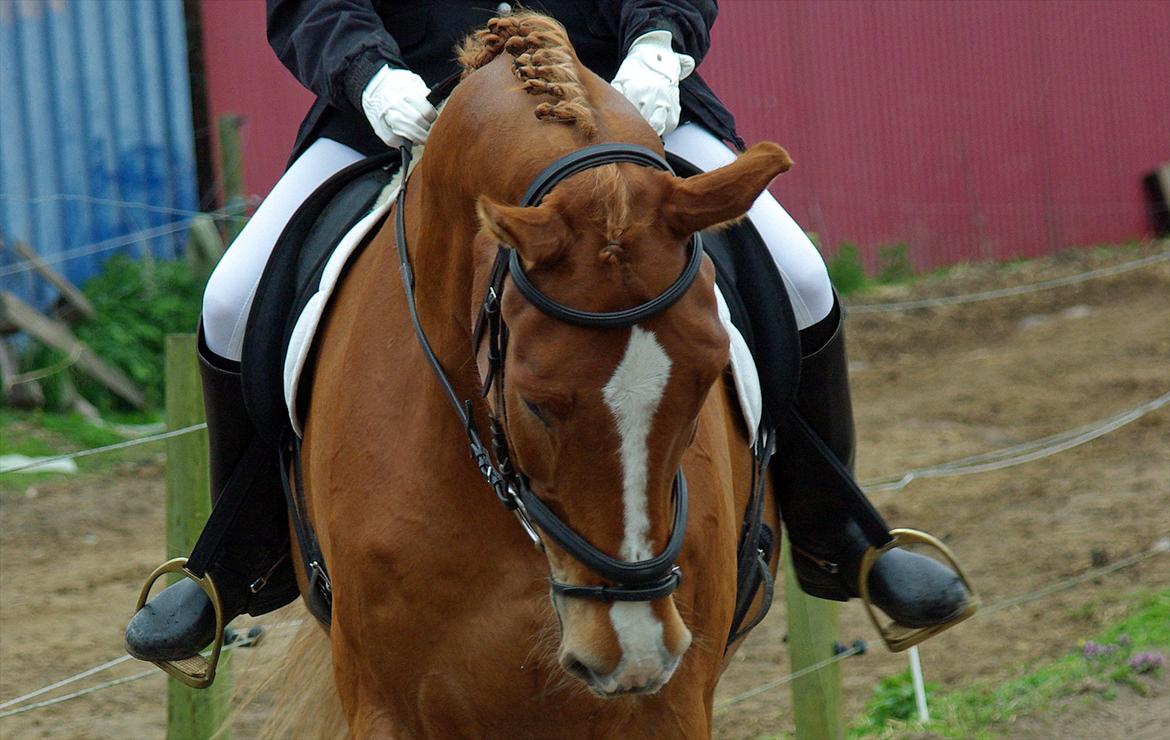 Belgisk varmblod Bocaccio Du Riou - Dressur stævne d.28/4-2012 billede 13
