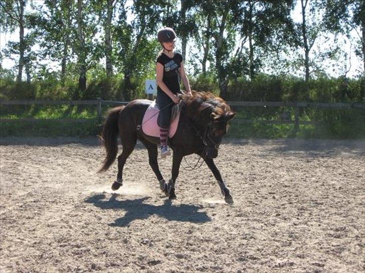 Islænder Litla *Mit et og alt* - . billede 13