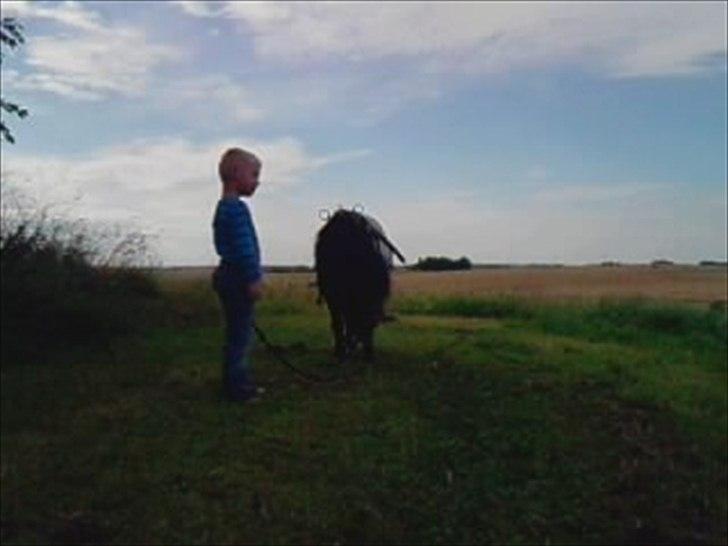 Shetlænder Black Stallion VBS billede 1