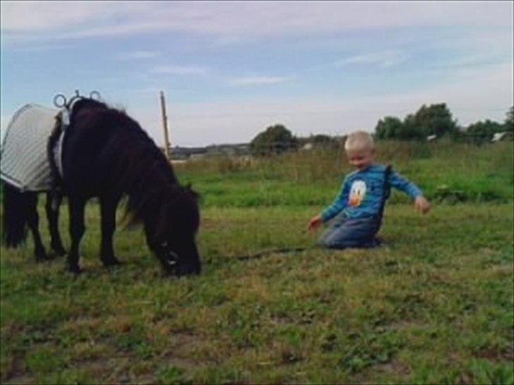 Shetlænder Black Stallion VBS billede 17