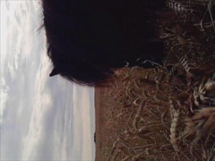 Shetlænder Black Stallion VBS billede 18