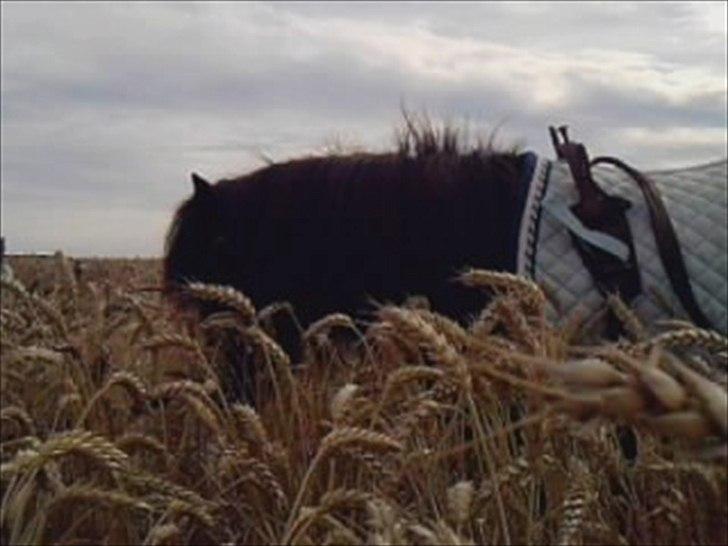 Shetlænder Black Stallion VBS billede 2