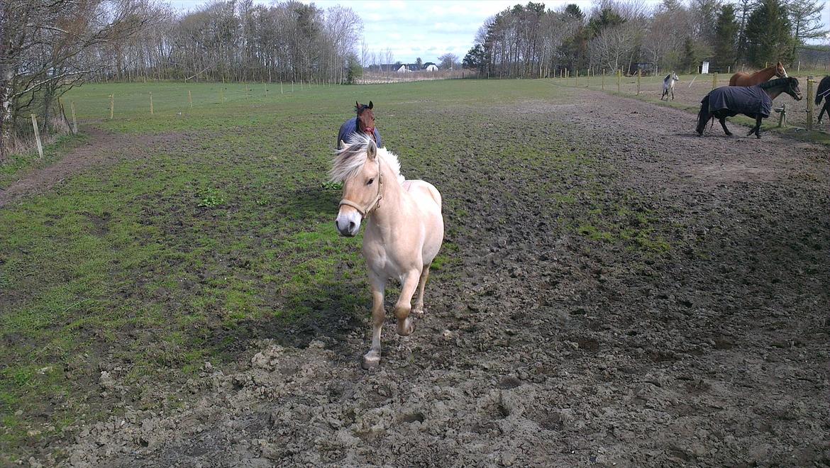 Fjordhest Solstiens Ask billede 16