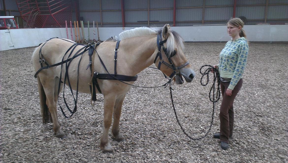 Fjordhest Solstiens Ask billede 17