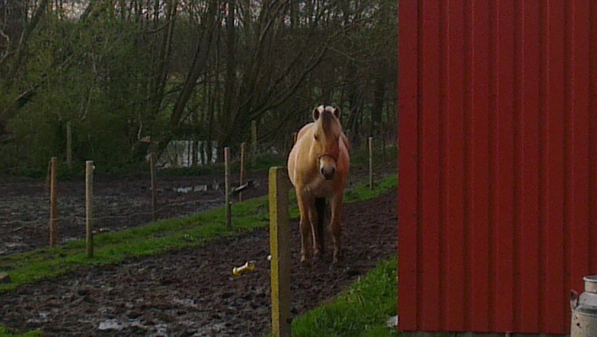 Fjordhest Solstiens Ask billede 18