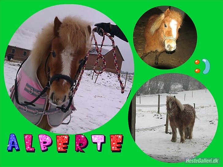 Shetlænder Jeg Elsker Dig Alberte <3<3 Smukke Dig - Et billede Nanna har lavet :-*
Alberte <3<3 billede 11