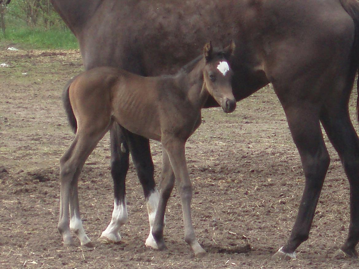 Fuldblod (XX) Bosun's Dream billede 2