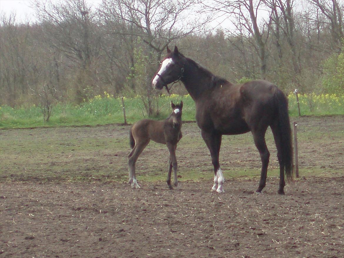 Fuldblod (XX) Bosun's Dream billede 3