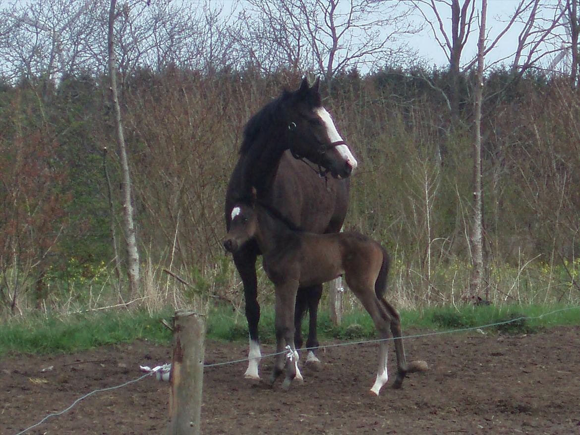 Fuldblod (XX) Bosun's Dream billede 4