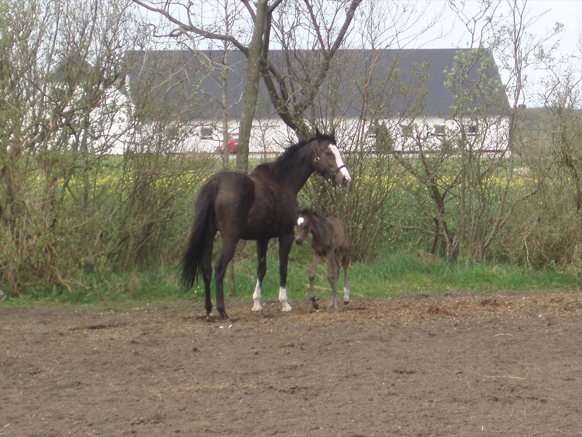 Fuldblod (XX) Bosun's Dream billede 5