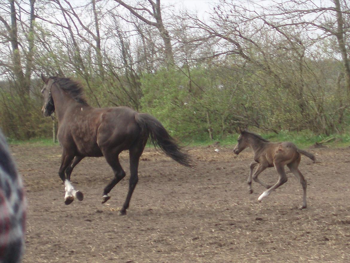 Fuldblod (XX) Bosun's Dream billede 6