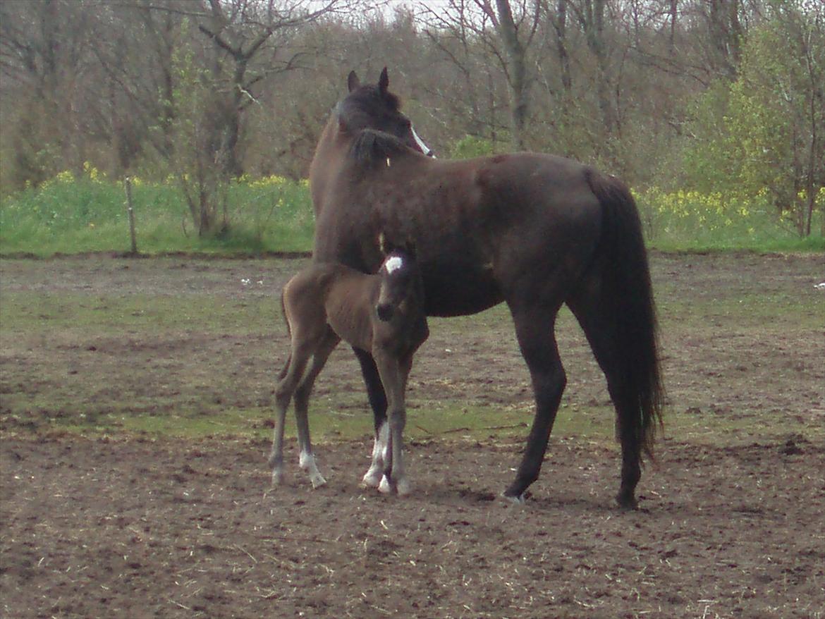 Fuldblod (XX) Bosun's Dream billede 7