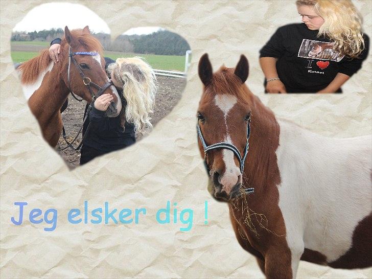 Anden særlig race Komet||My soulmate||<3 - 21.If tomorrow never comes will he know how much I love him?<3 billede 21