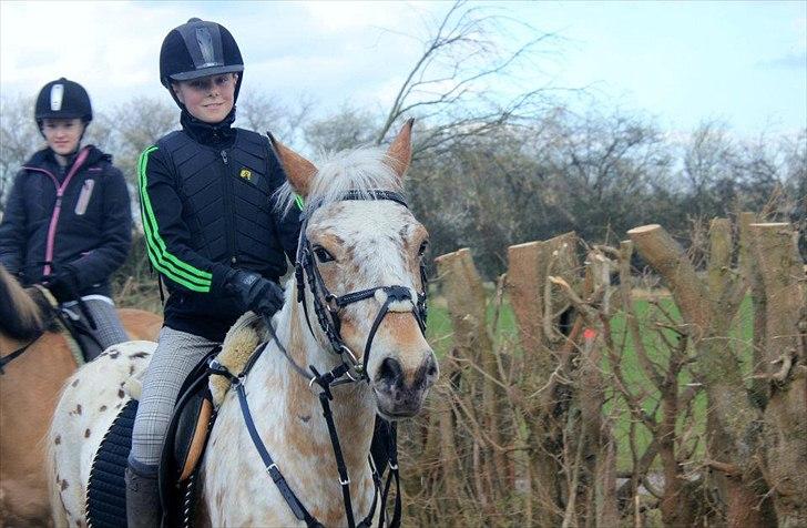 Appaloosa Plet - Tur - 2012 billede 2