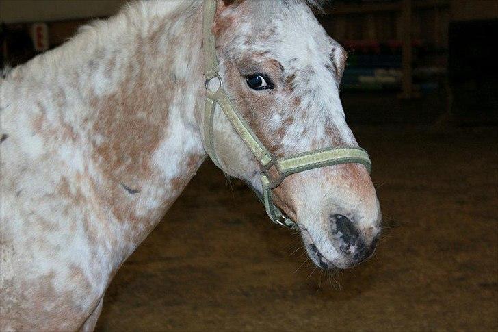 Appaloosa Plet - Ridehus - 2012 billede 5