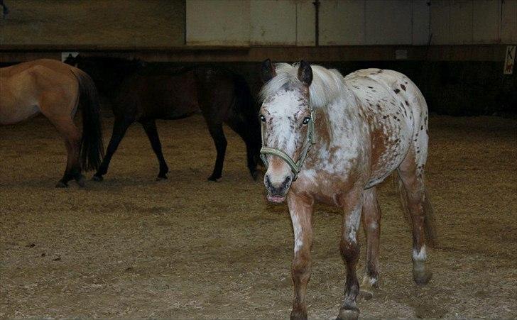 Appaloosa Plet - Ridehus - 2012 billede 6