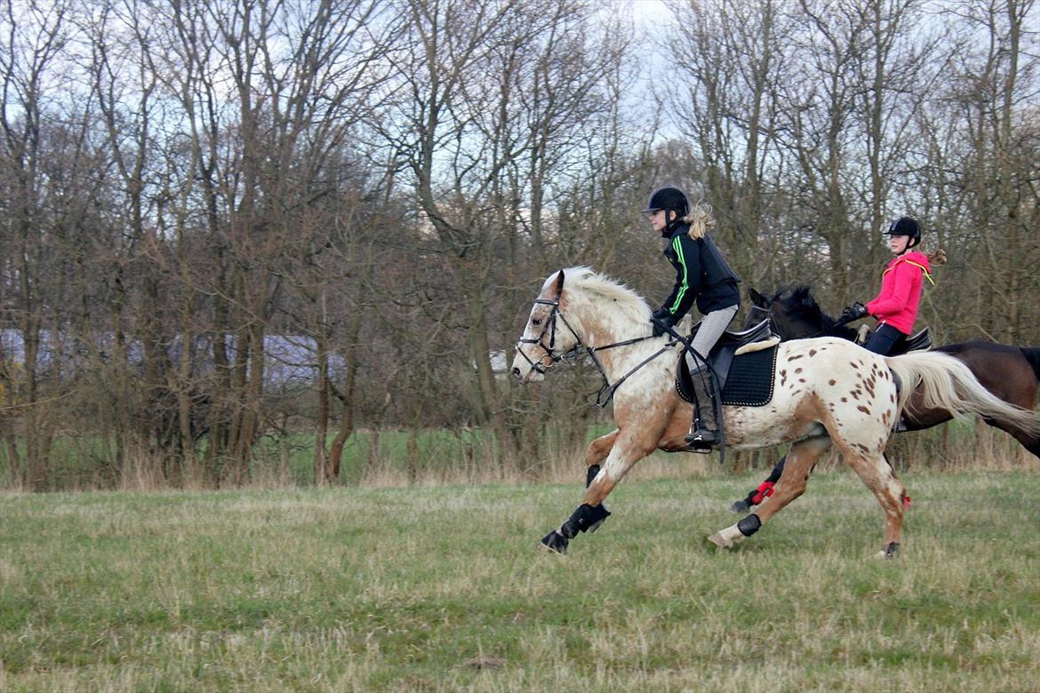 Appaloosa Plet - Markræs - 2012 billede 3