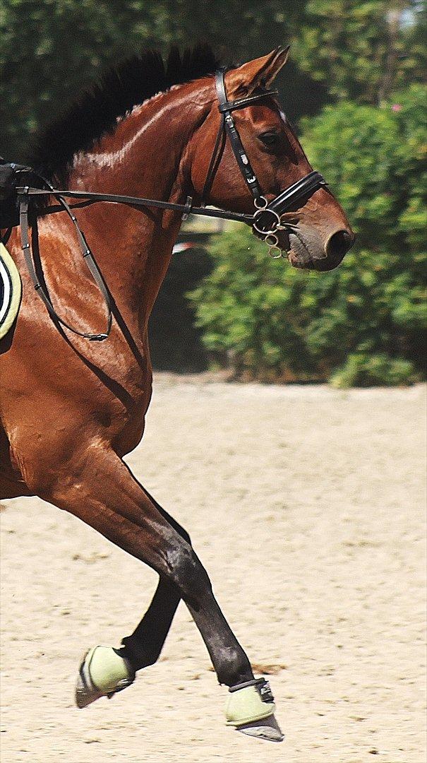 Trakehner Piccadelly  - Fra stævne på Halmtofte :) billede 1