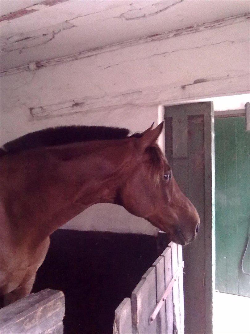 Trakehner Piccadelly  - Står lige og venter på de andre heste skal komme ind ;) billede 2