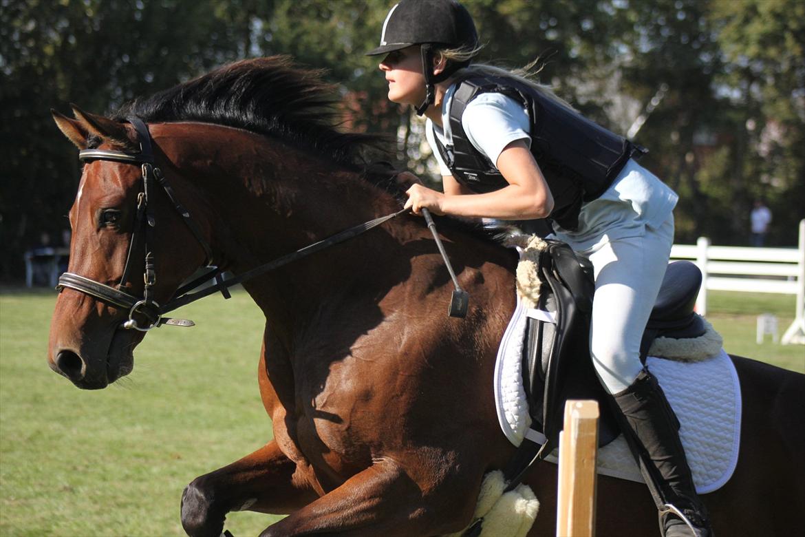 Trakehner Piccadelly  - Også fra det første springstævne :) billede 3