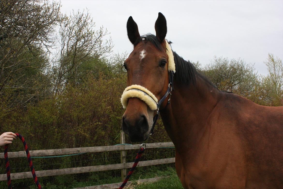 Anden særlig race Stauslykke's Contino billede 15