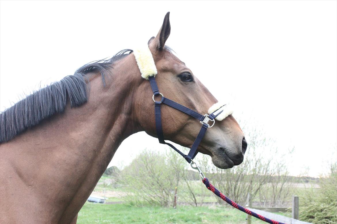 Anden særlig race Stauslykke's Contino billede 16