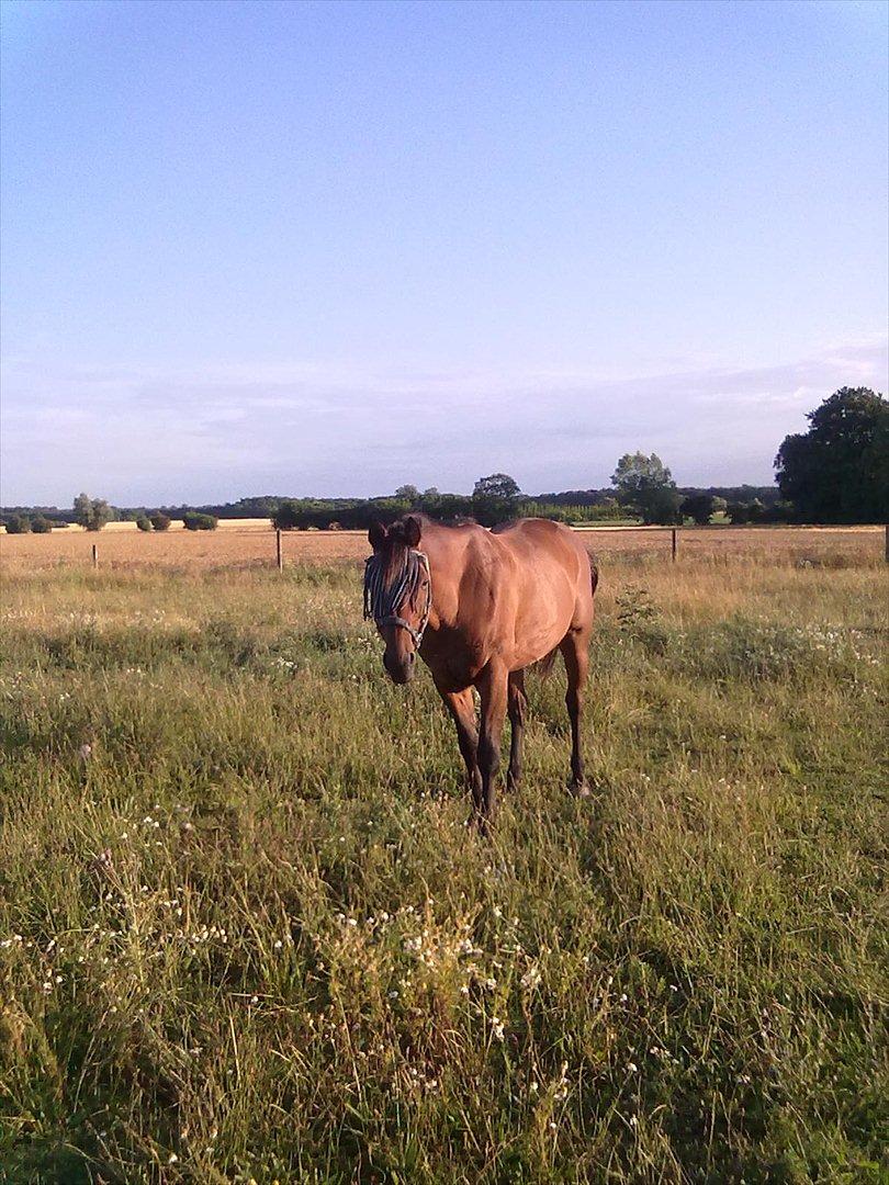 Trakehner Piccadelly  billede 4