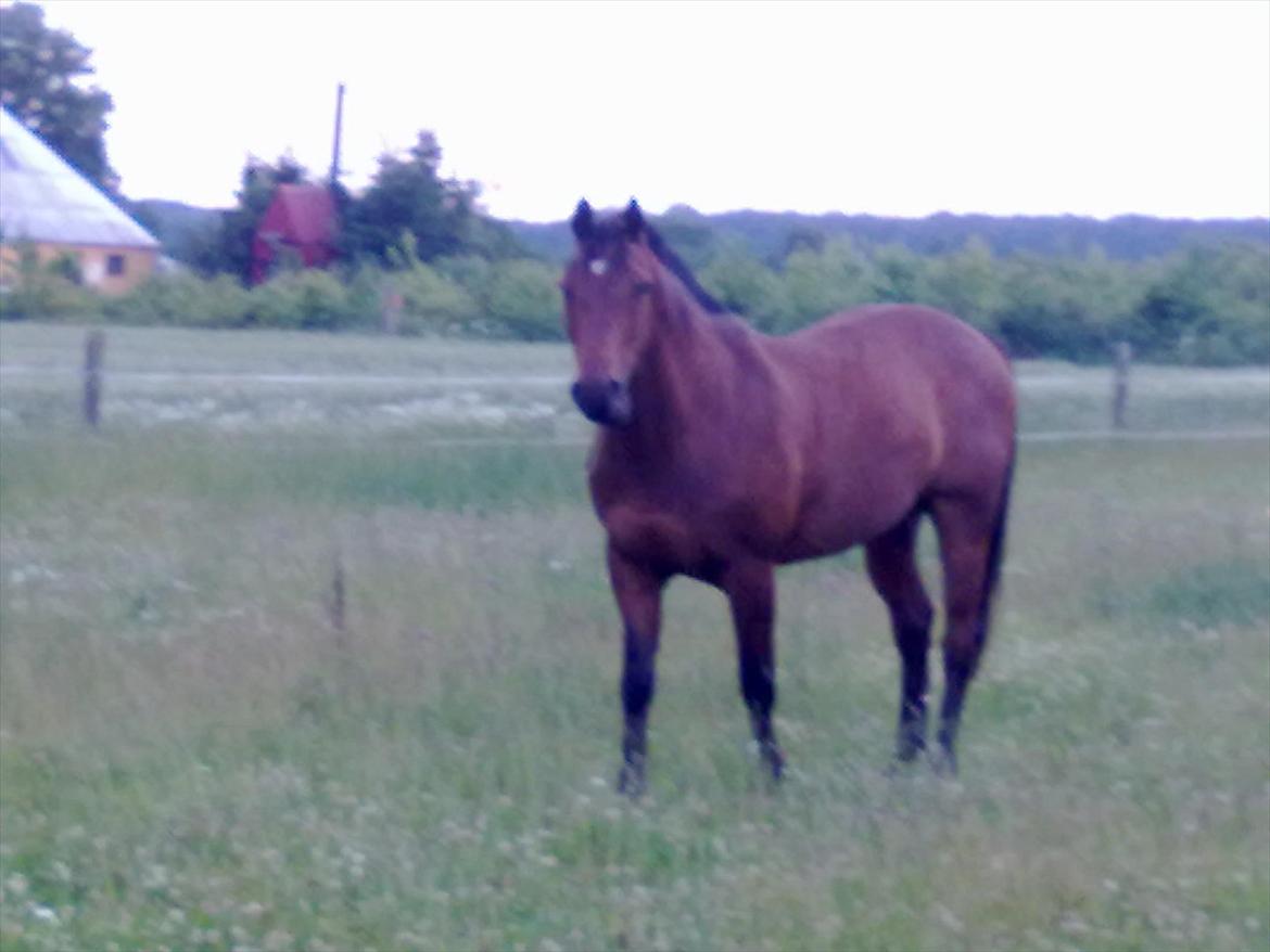 Trakehner Piccadelly  billede 5