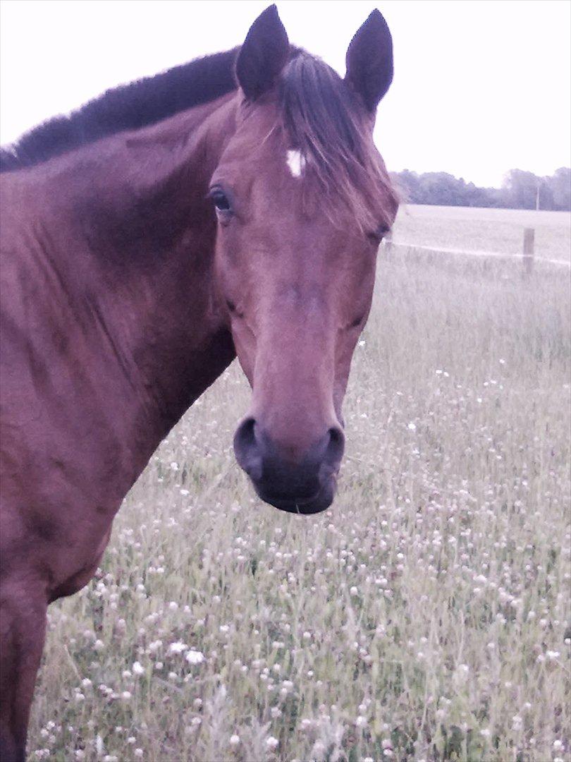 Trakehner Piccadelly  - Tja ..det må være et glose up ;) Han ser simpelthen sød ud, specielt når han forventer en godter :D billede 6