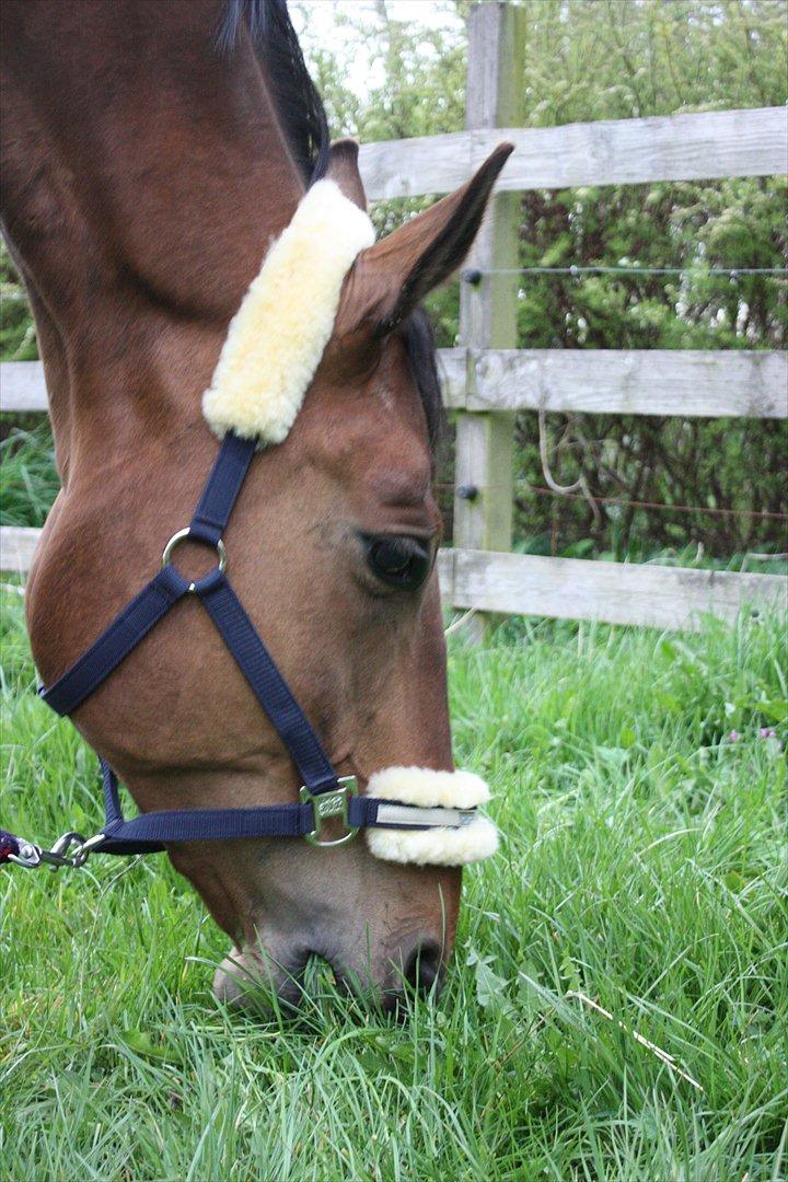 Anden særlig race Stauslykke's Contino billede 17