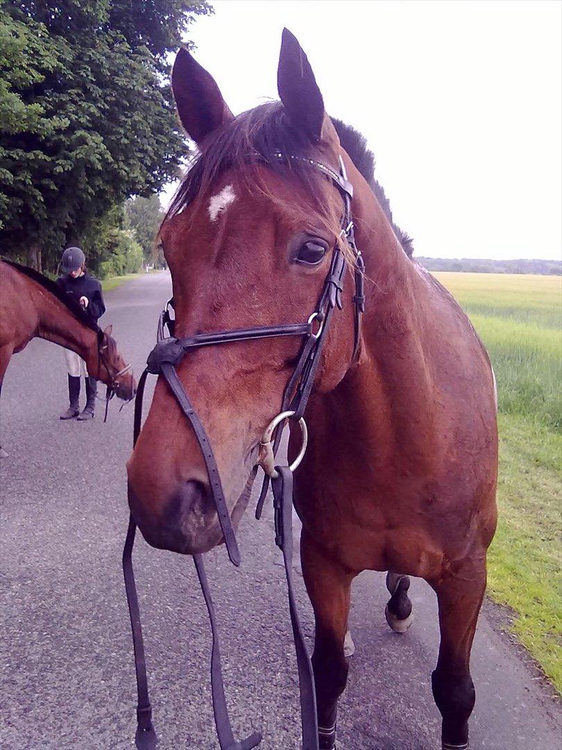 Trakehner Piccadelly  billede 7