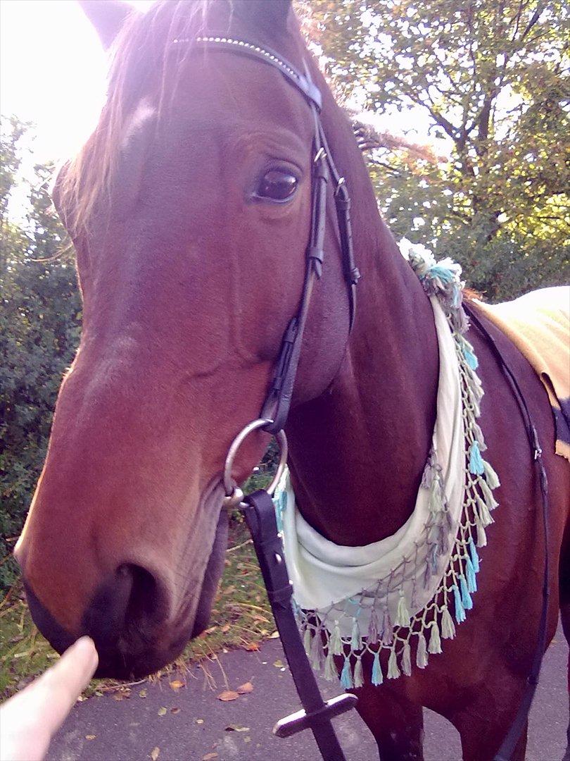 Trakehner Piccadelly  billede 8