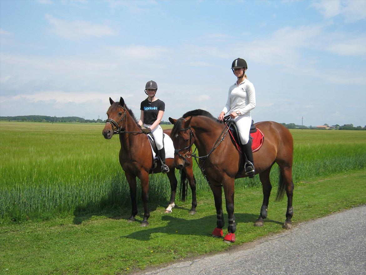 Trakehner Piccadelly  billede 10