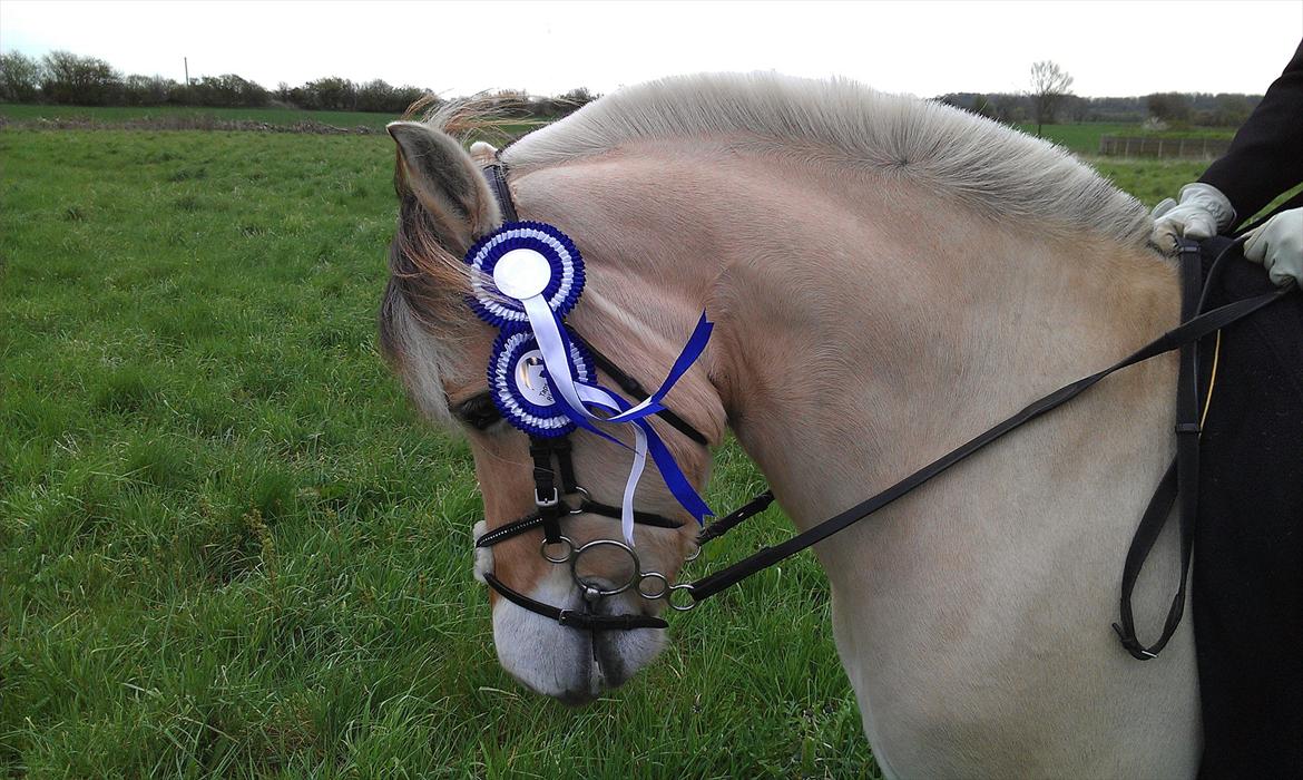 Fjordhest Prinds - 2x anden plads i LC-LB :-*
April 2012
[Foto: Sebastian W. Christensen] billede 18