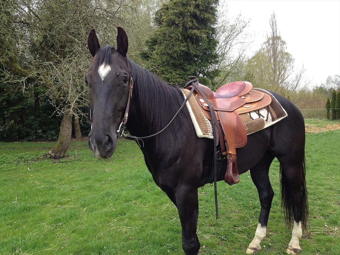 Quarter San Par Vision billede 16