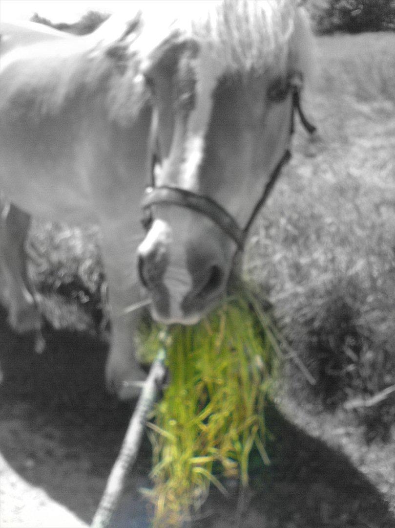 Haflinger Tony billede 19