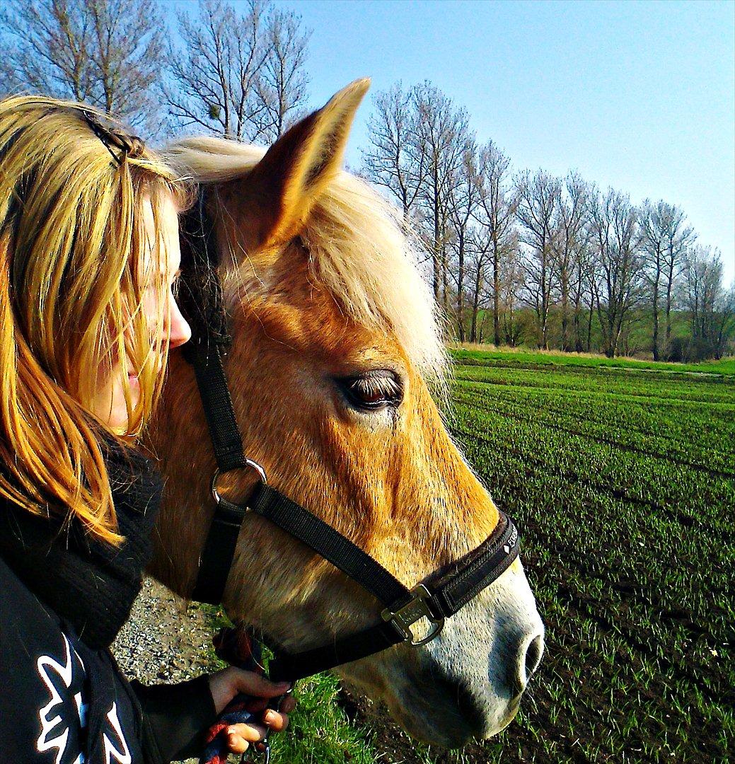 Haflinger Tony billede 20