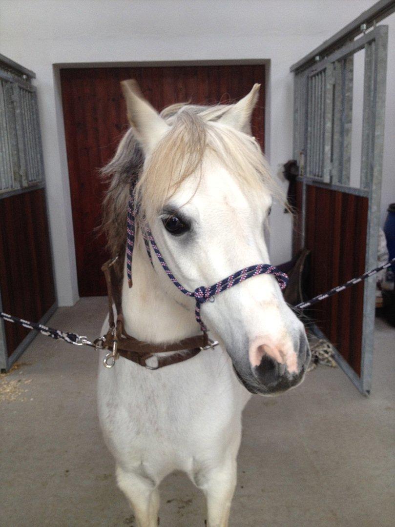 Welsh Mountain (sec A) Friday (Frede<3) - Velkommen til fredes profil :*
 billede 1