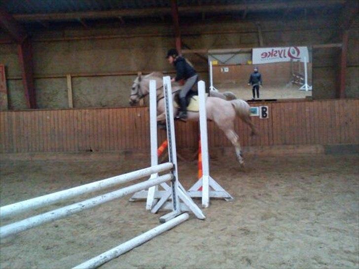 Palomino Fyrstenborgs Golden Hero - Dejlig springpony! billede 7