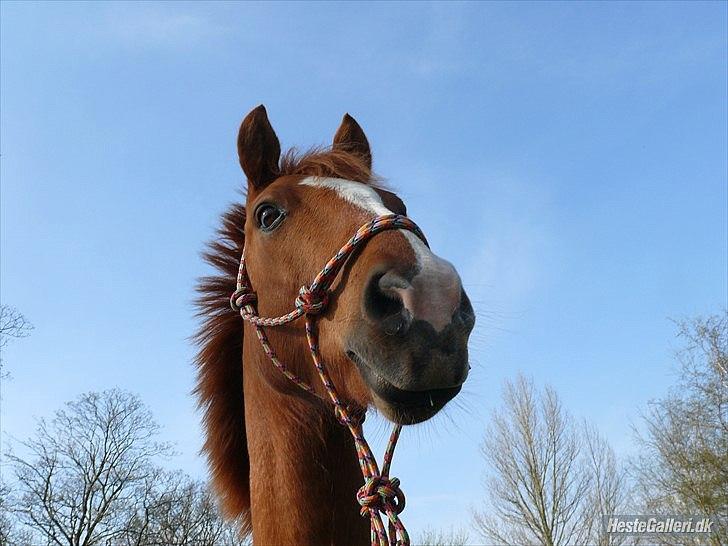 Anden særlig race Ravnsagergaards Torino billede 10