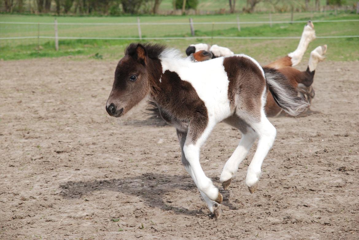 Shetlænder Lilje billede 7