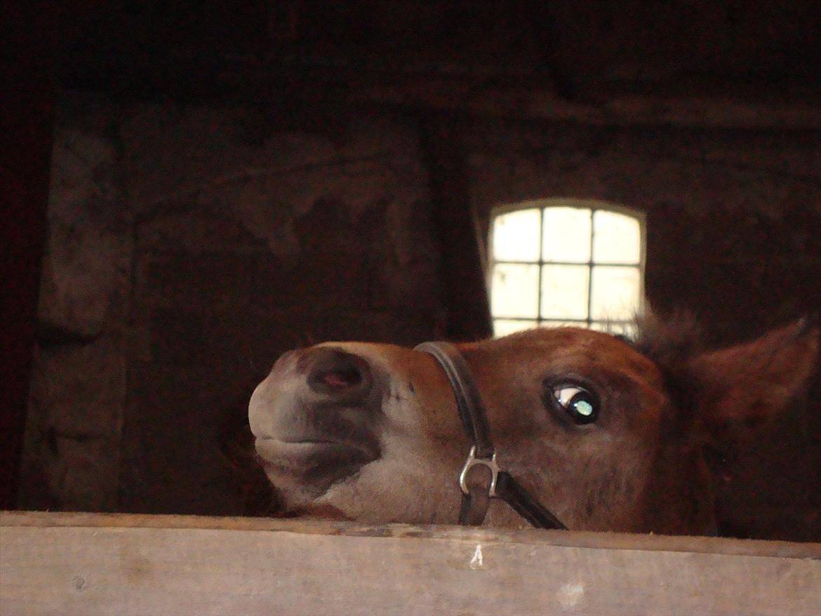 Pinto Pilegårdens Fullmoon (Tidligere hest) - Jeg holder øje med jer! billede 9