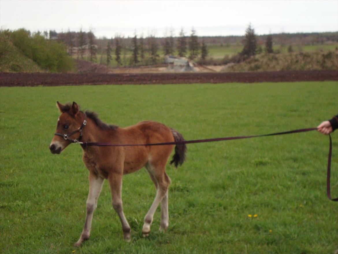 Pinto Pilegårdens Fullmoon (Tidligere hest) - På tur  billede 2