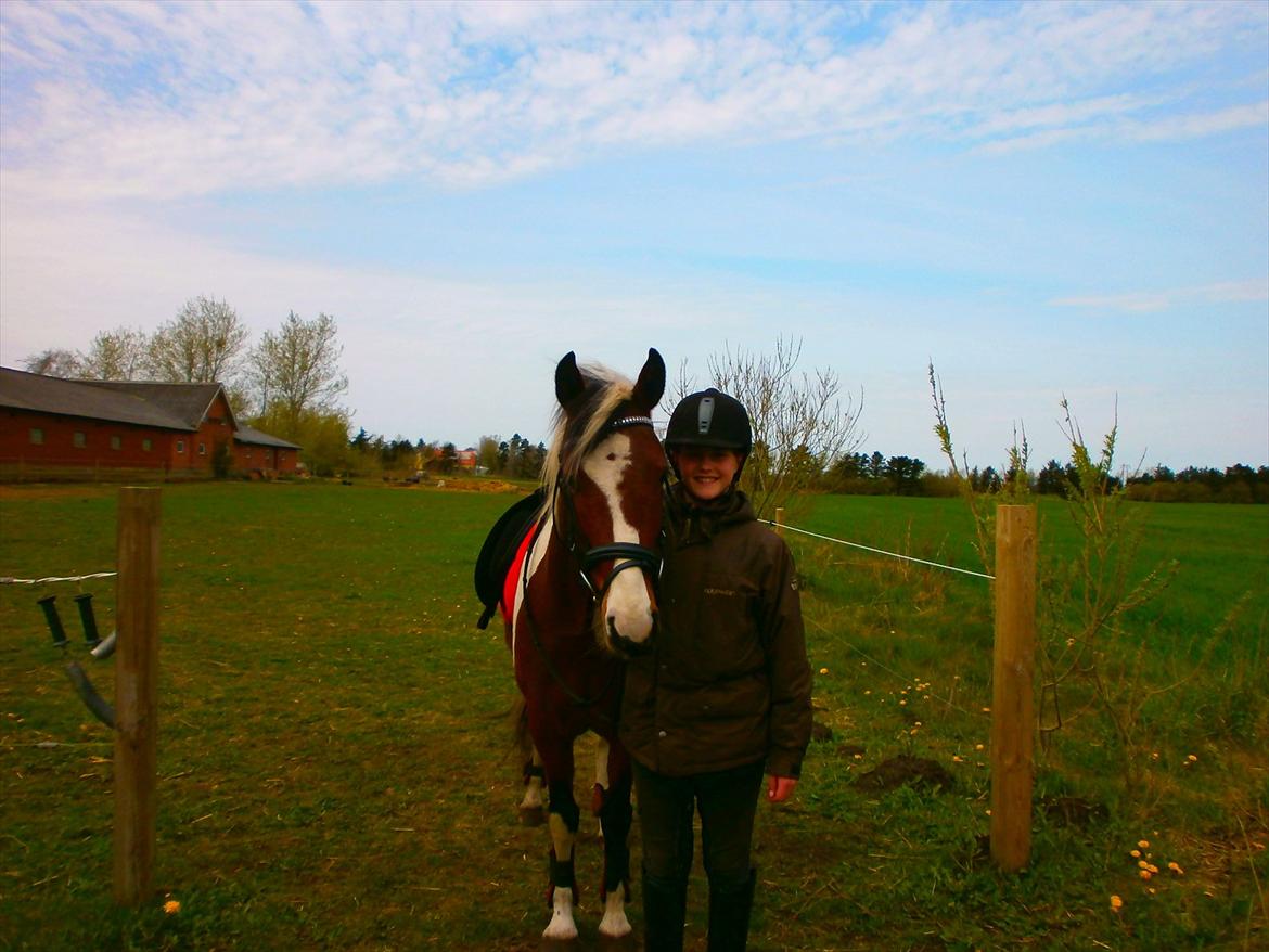 Pinto lyna SOLGT billede 1