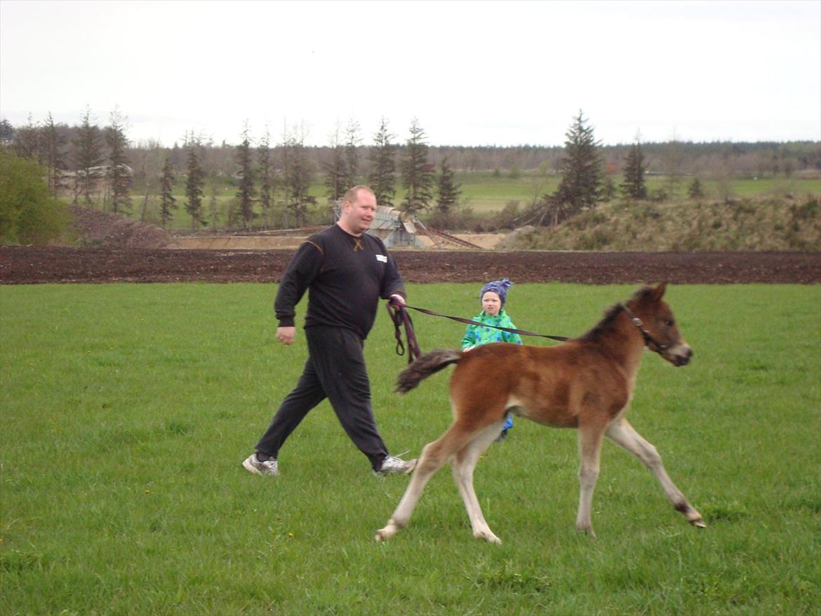 Pinto Pilegårdens Fullmoon (Tidligere hest) - I longen med onkel Dan billede 10