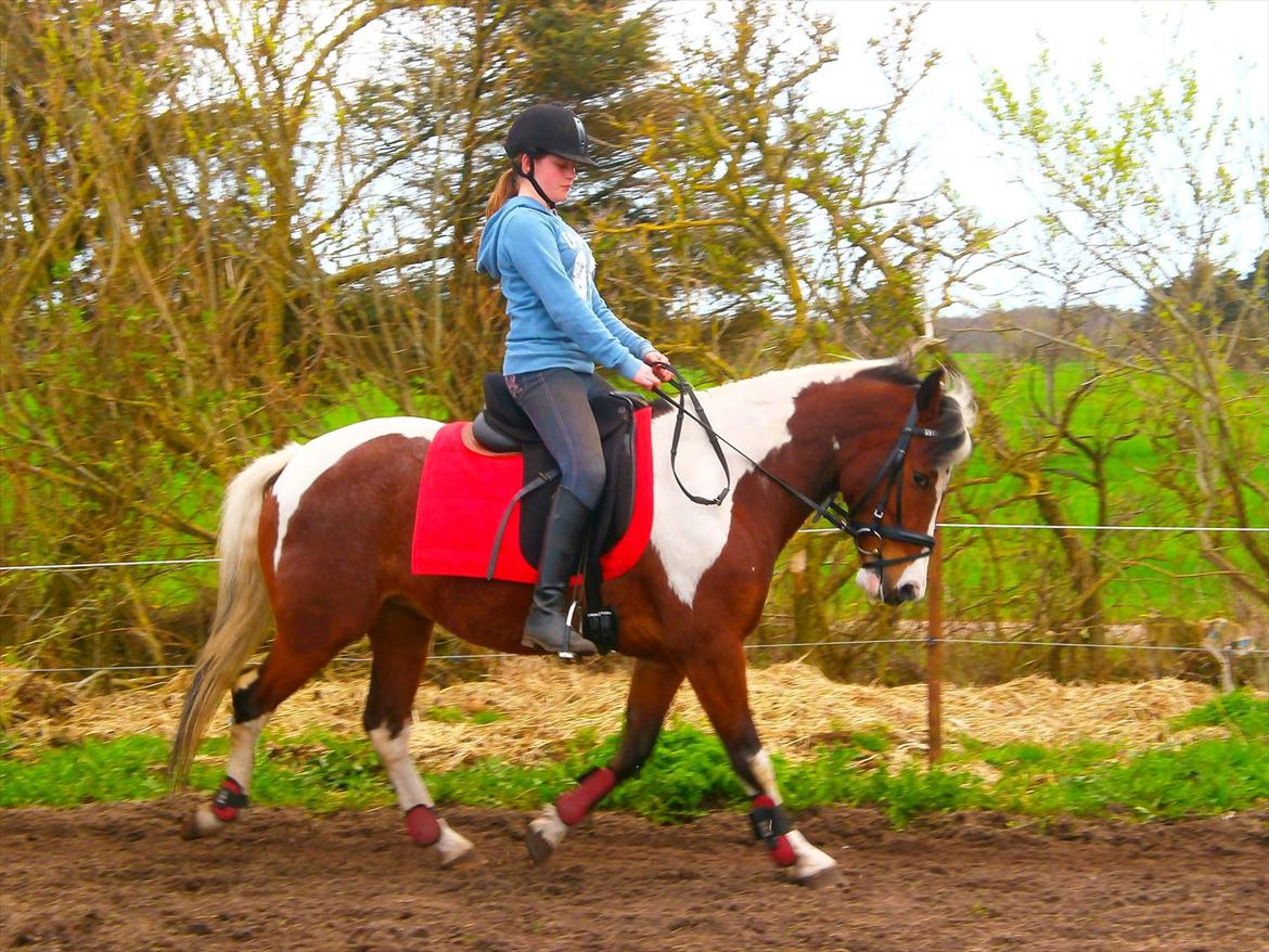 Pinto lyna SOLGT billede 2